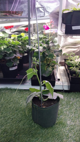 Садовый колышек Флажок для подвязки и маркировки растений 45 см диаметр 3 мм металлический 6 шт Благодатное земледелие